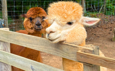 Best Zoos, Wildlife Parks and Petting Zoos Around Atlanta