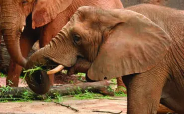 Guide to Zoo Atlanta: 15+ Things to Know