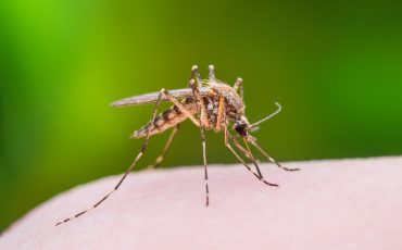 Mosquito
